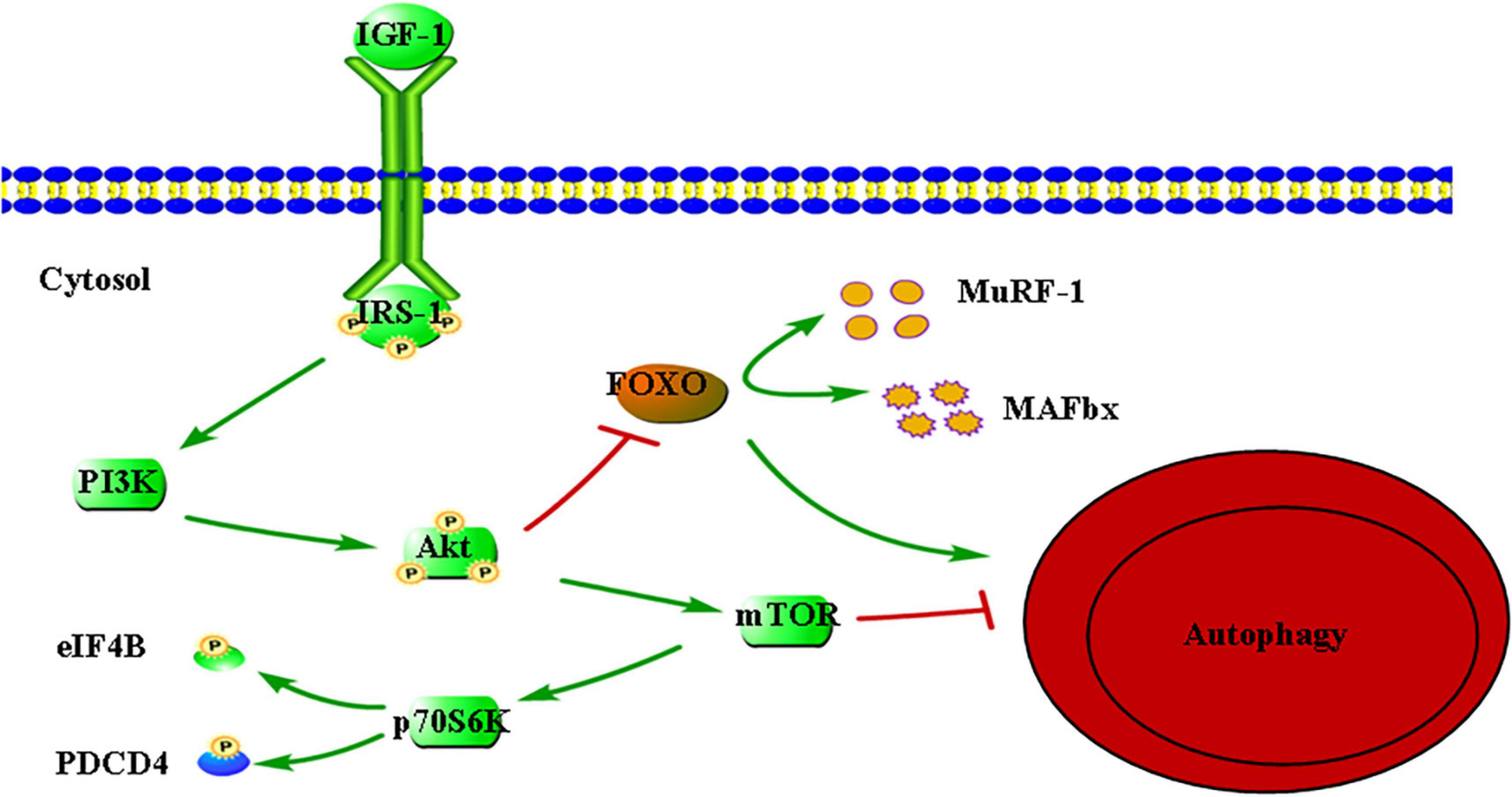 Sarcopenia: Molecular regulatory network for loss of muscle mass and function